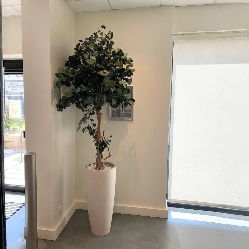 plante eucalyptus populus stabilisé dans una agence bancaire